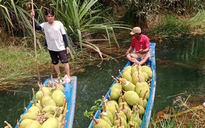 Giá mít Thái hôm nay 2/9: Mít Kem nhỏ tăng giá, trồng mít Thái dày có lợi hay có hại?