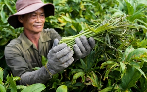 Loại rau dại được xem là đặc sản nổi tiếng Đông Nam Bộ, chỉ cần cắm cây xuống trồng là lên ầm ầm