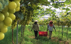 Trang trại nông nghiệp công nghệ cao ở Nghệ An trồng la liệt rau, củ, quả sạch, tha hồ chụp ảnh
