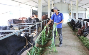 Nông dân Gia Lai đầu tư nuôi bò vỗ béo, trồng cây ăn quả từ vốn Quỹ Hỗ trợ nông dân