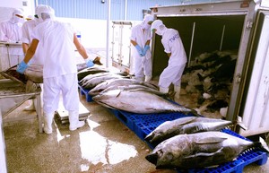 Xuất khẩu cá ngừ đạt mức cao nhất kể từ đầu năm