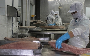 Mỹ thích mua nhất 2 loài thủy sản của Việt Nam, 8 tháng thu về 659 triệu USD