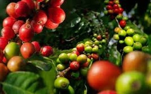 Nông dân và doanh nghiệp cà phê Việt Nam 'cháy hàng' dù giá tăng 