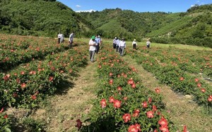 Một huyện của tỉnh Thừa Thiên - Huế tham vọng trồng 360ha đủ loại cây thuốc quý, hiếm