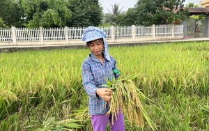 Mô hình ICM trên giống lúa TBR 225 là gì mà nông dân Phú Thọ thu lãi cao hơn 8 triệu đồng/ha?