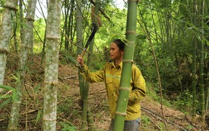Dân huyện này ở Nghệ An trồng loại cây không cần chăm sóc, thu hoạch đến hết đời, có bao nhiêu cũng bán sạch