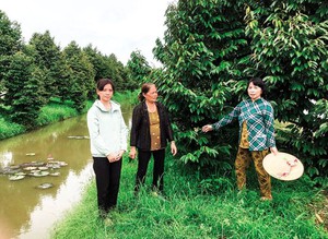 Vườn sầu riêng Ri6 bạt ngàn ở Cần Thơ, vừa thu hoạch vụ đầu đã thu nhập 320 triệu đồng