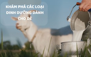 SỔ TAY NHÀ NÔNG: Tìm hiểu nhu cầu dinh dưỡng của dê 