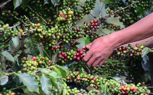 Giá cà phê ngày 27/9: Giá cà phê trong nước đồng loạt bật tăng trở lại, nguồn cung toàn thế giới khan hiếm