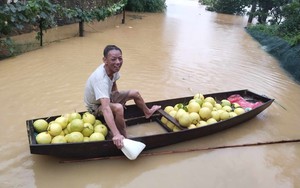 Nước lũ ngập đến vườn, nông dân Hà Tĩnh chèo thuyền vội vàng thu hoạch bưởi đặc sản chạy lũ