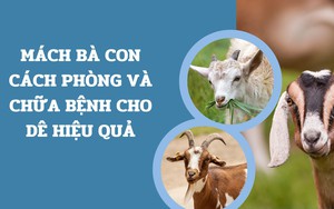 SỔ TAY NHÀ NÔNG: Mách bà con cách phòng và chữa bệnh cho dê hiệu quả