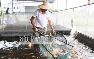 Cả làng ở Nam Định khá giả hẳn lên nhờ nuôi một con vật làm cảnh, mua thú vui cho thiên hạ