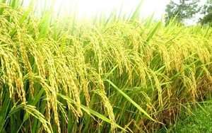 Ấn Độ sắp hạ giá sàn gạo basmati, giá lúa, gạo xuất khẩu của Việt Nam ra sao?