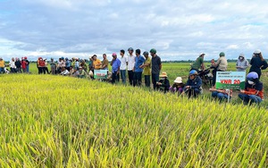Giống lúa VNR20 siêu năng suất, chống sâu bệnh cực đỉnh khiến nông dân Đắk Lắk thích mê