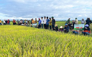 Nông dân Đà Nẵng mê mẩn với bộ ba giống lúa của Vinaseed - Ảnh 9.