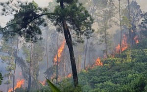 Thiệt hại hơn 1.600ha rừng, Cục Kiểm lâm nói nguyên nhân 
