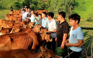 Hà Giang nỗ lực triển khai Chương trình mục tiêu quốc gia góp phần phát triển kinh tế - xã hội vùng biên giới