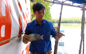 Cho 3 con đặc sản này "chung nhà" trong ao cây ngập mặn ở Bình Định, chả thấy "cãi nhau" mà còn lớn đều