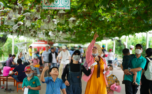 Hàng nghìn khách thích thú hái trái cây, thưởng thức ngon lành tại công viên nổi tiếng nhất Sài Gòn