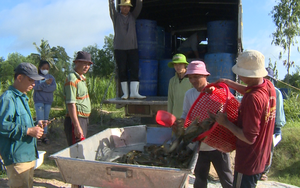Nuôi cá trê vàng ở vùng Đồng Tháp Mười của Long An, một nông dân bắt bán 6 tấn, tiền lời rủng rỉnh
