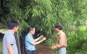 Loại cây trồng nhiều ở Bình Phước, trước chủ yếu lấy măng, nay lá cũng được chế biến thành thứ trà cực tốt