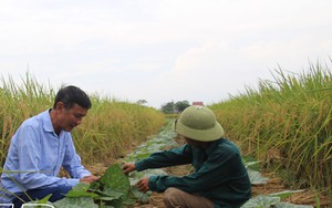 Lúa mới chín đỏ đuôi, nông dân một xã của tỉnh Thái Bình đã vội rẽ đất đặt bầu trồng cây khác