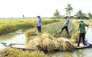 Gặt lúa tới đâu bán tươi tới đó, nông dân Thái Bình cầm cục tiền to, cả làng vui - Ảnh 11.