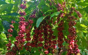 Giá cà phê ngày 6/9: Tồn kho tăng vọt, Robusta đồng loạt giảm giá, giá cà phê trong nước mất mốc 67.000 đồng/kg