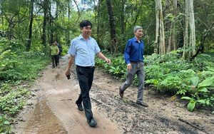 Hồ thủy lợi Ka Pét: Đoàn kiểm tra tỉnh Bình Thuận xác định vị trí cây căm xe cổ thụ nằm ngoài dự án