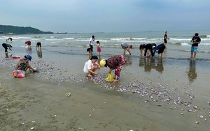 Vô số con vạng màu lạ mắt dạt vào bờ biển một nơi ở Nghệ An, người dân hò nhau ra vớt 'lộc'