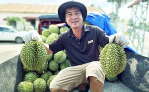 Ngoài sầu riêng, người Trung Quốc rất thích ăn dừa tươi của Việt Nam, mỗi năm có thể xuất khẩu 1 tỷ USD 