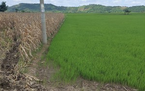 Sau thông tin hàng nghìn ha lúa ở Đắk Nông thiếu nước vì bị cắt điện: Các trạm bơm đã hoạt động trở lại 