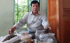 Thuốc nam gia truyền có gì đặc biệt mà người Chăm ở Ninh Thuận vẫn dùng trị bệnh hàng trăm năm qua?