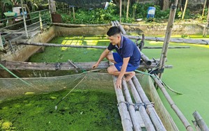 Làm nghề tay trái, một thầy giáo ở Điện Biên tự "trả lương" tốt nhờ nuôi đặc sản đẻ sòn sòn