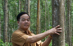 Thừa Thiên Huế nghiên cứu chính sách thí điểm hỗ trợ bảo hiểm rừng trồng 