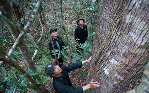 Rừng cây cổ thụ đẹp mê tơi ở một Vườn quốc gia nổi tiếng đất Tây Ninh, có vô số 