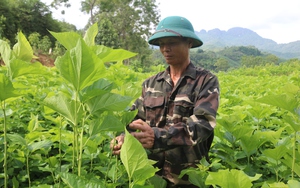 Một nông dân ở Lào Cai trồng dâu lấy lá nuôi 