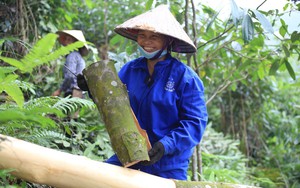 Bóc vỏ của một loài cây đem bán cho Ấn Độ, Trung Quốc nhiều nhất, Việt Nam thu 183,4 triệu USD