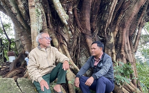 Một cây cổ thụ già cả trăm năm tuổi ở Gia Lai, hình thù kỳ vĩ, nhiều người đang đến xem