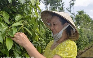 Một loại hạt gia vị trồng ở Kiên Giang tăng giá tốt nhất trong vòng 3 năm, dân hái mà phấn chấn