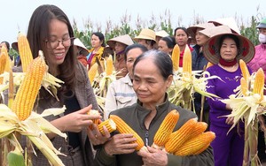 Trồng giống ngô mới mười bắp như một, nông dân Phú Thọ thu gần 40 triệu đồng/ha