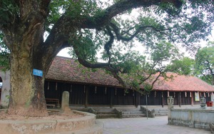 Bốn cây cổ thụ hàng trăm năm tuổi ở chùa Phổ Minh của Nam Định vẫn xanh tươi bốn mùa
