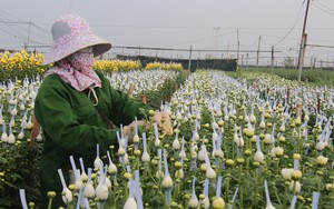 Làng trồng hoa lớn nhất tỉnh Nam Định tất bật vào vụ, thương lái khắp nơi kéo đến mua