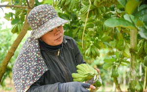 Ngôi làng trồng 