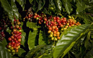 Giá cà phê ngày 10/1: Cà phê Robusta kỳ hạn đà tăng mạnh, trong nước giá cà phê đồng loạt tăng