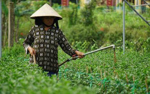 Nông dân Đà Nẵng thay phiên túc trực chăm hoa phục vụ thị trường Tết
