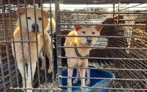 Hàn Quốc: Chủ nhà hàng đòi bồi thường sau lệnh cấm ăn thịt chó