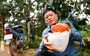 Hà Nội: Nông dân dồn sức chăm bưởi đón Tết Nguyên đán- Ảnh 3.