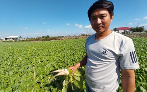 Vùng trồng rau lớn nhất Ninh Thuận tất bật chuẩn bị rau củ phục vụ Tết
