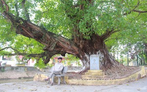 Ngỡ ngàng một xóm ở Nam Định có tới 5 cây Di sản Việt Nam, tuổi đời hàng trăm năm